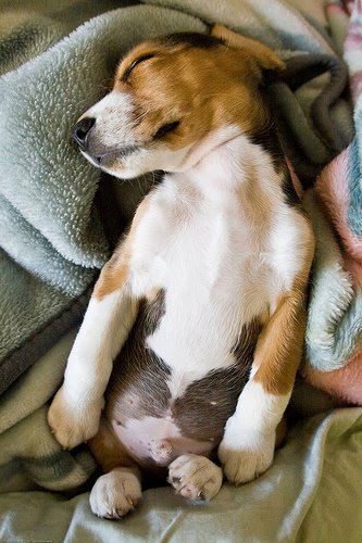 beaglerettungitaly1.jpg beaglerettungitaly1.jpg