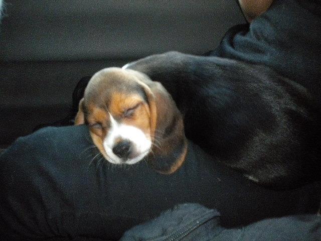 beaglerettungitaly3.jpg beaglerettungitaly3.jpg