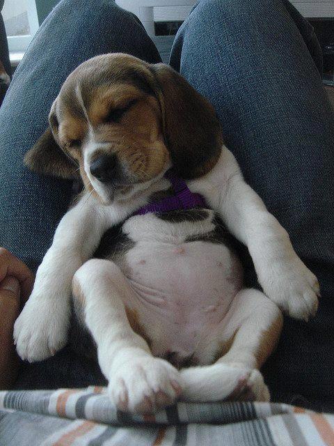 beaglerettungitaly4.jpg beaglerettungitaly4.jpg