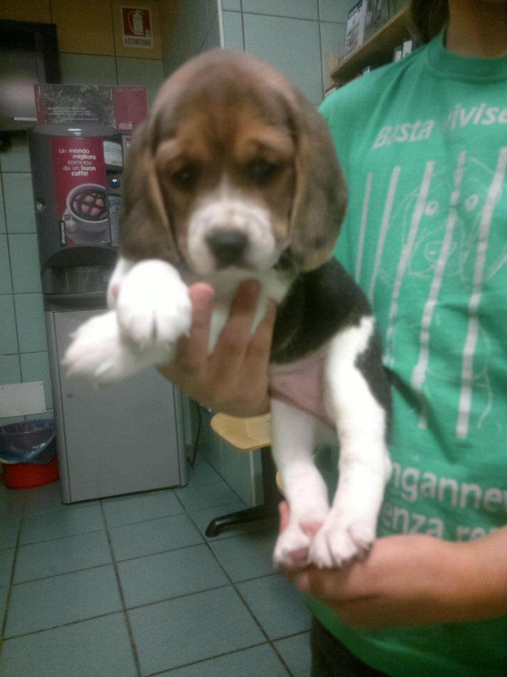 beaglerettungitaly5.jpg beaglerettungitaly5.jpg