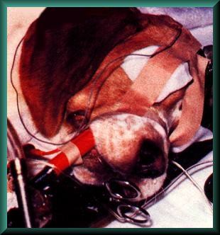 beagletiervers.jpg