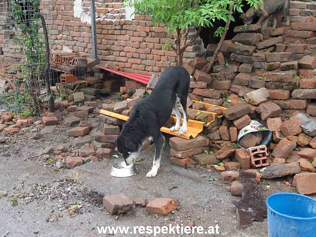 bulgarienchopar.jpg