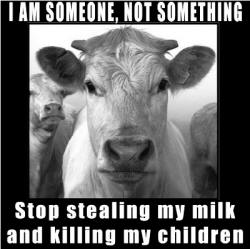cowpicstopstealingsmall.jpg