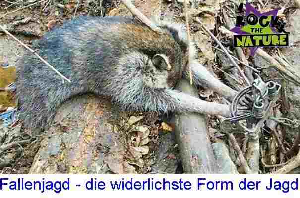 fallenjagd.jpg fallenjagd.jpg