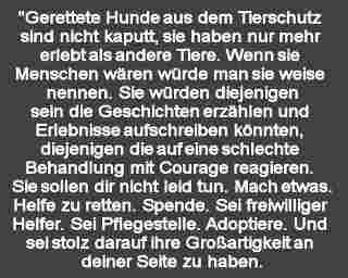 gerettetehundeausdemtierschutz...jpg