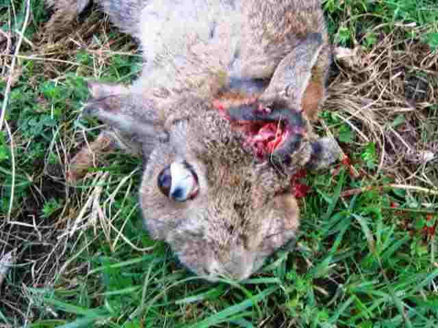 hase.jpg hase.jpg