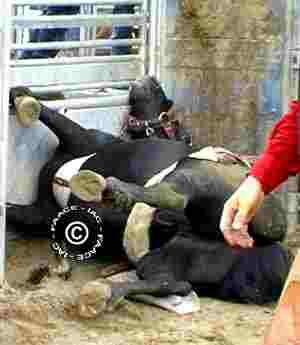 horsedown.jpg horsedown.jpg