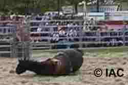 horsedown3small.jpg