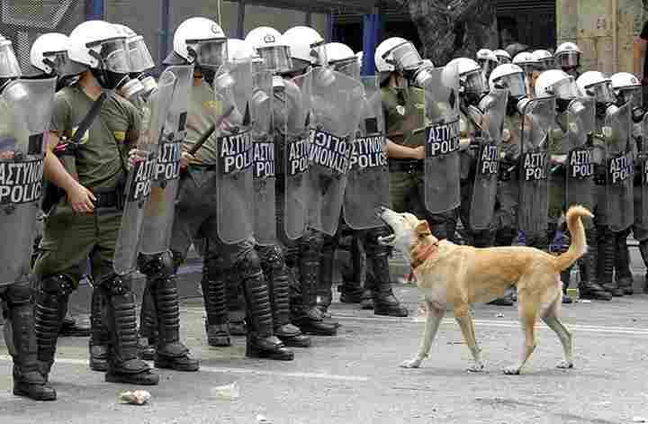 hunddemo.jpg