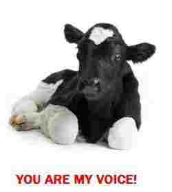 kaelbchenyouaremyvoice.jpg kaelbchenyouaremyvoice.jpg