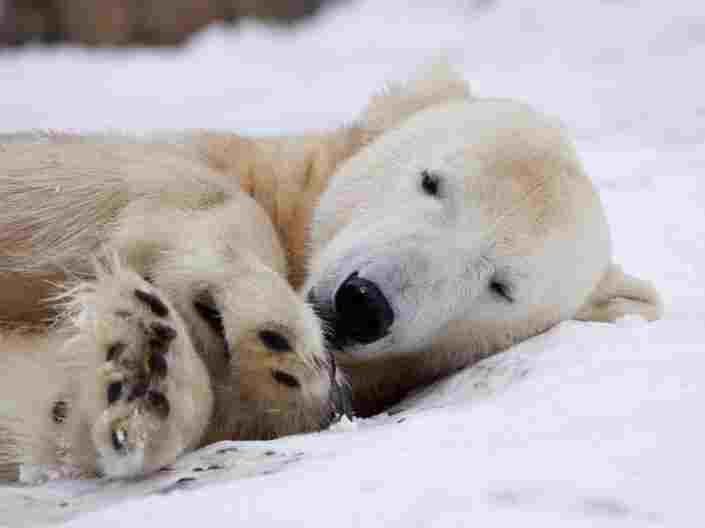 knut.jpg knut.jpg