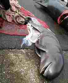 news10072013faeroesmassslaughter1533.jpg
