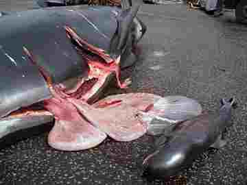 news10072015faeroesmassslaughter1558.jpg news10072015faeroesmassslaughter1558.jpg