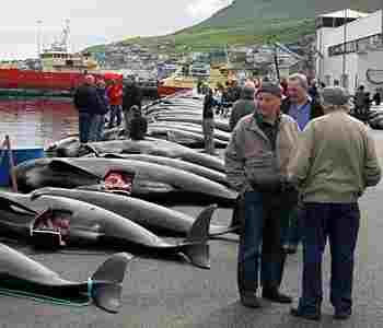 news10072016faeroesmassslaughter1562.jpg