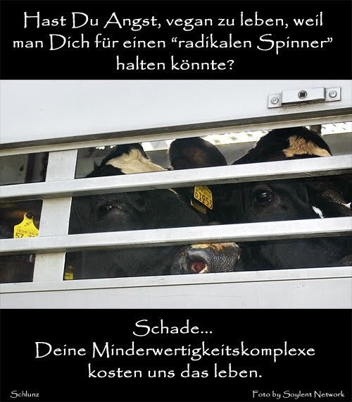 schade.jpg schade.jpg
