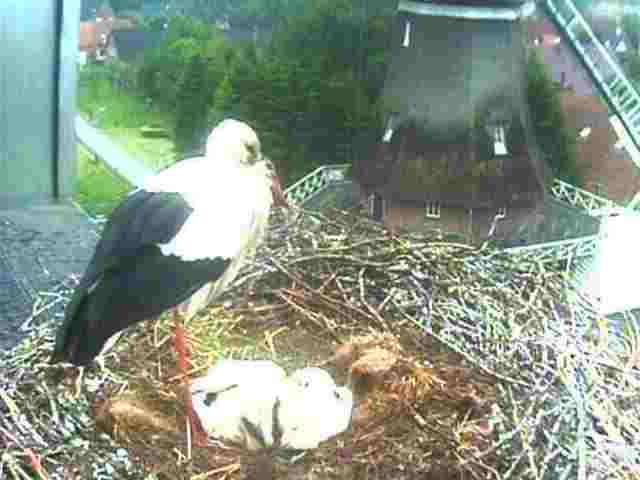 storchennest2.jpg storchennest2.jpg