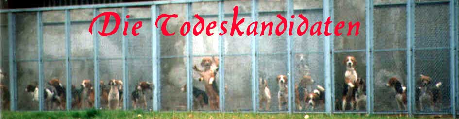 tierversuchebeagletodeskandidaten.jpg tierversuchebeagletodeskandidaten.jpg