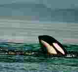 whale.jpg whale.jpg